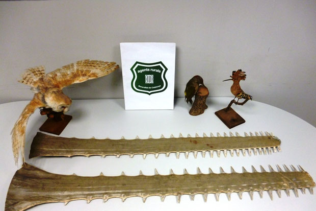 Decomissen ocells dissecats i peixos serra en una botiga de decoració | Generalitat de Catalunya, peix