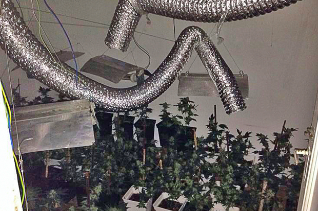 Detinguts per cultivar 110 plantes de marihuana en una habitació | detencions, marihuana, Mossos d'Esquadra