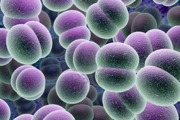 Investigadors de la UB detecten que el colesterol “dolent” ajuda a propagar el càncer | càncer, ciència, investigació, Universitat de Barcelona (UB)