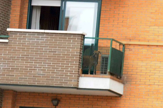 L’ICAB “deplora” el sacrifici del gos de la infermera afectada d’Ebola | animals