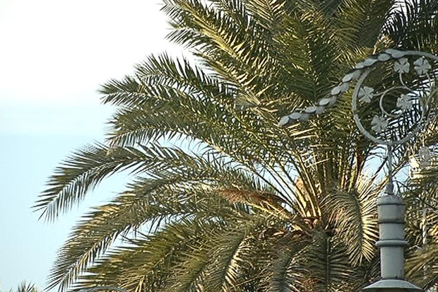 Activat el pla Procicat pel risc de forts vents | meteorologia, vent