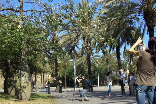 L’arbre de la llana floreix aquests dies a Barcelona | arbres
