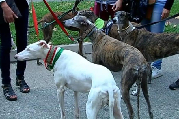 Marxa contra l’ús de llebrers per a la caça |