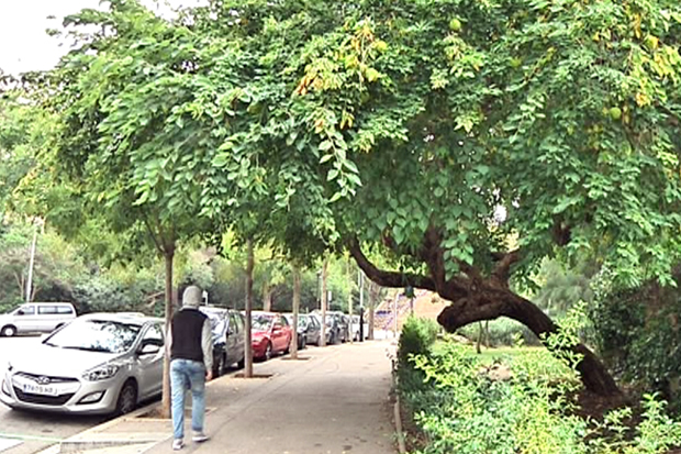 Un arbre desconegut i de fruit estrambòtic | arbres, Parc de la Ciutadella