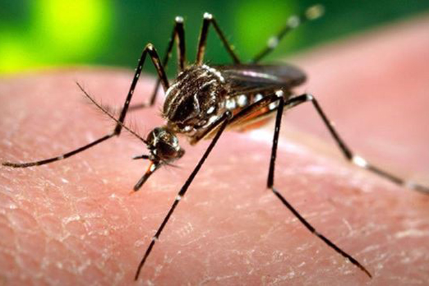 Salut eleva fins a 64 els casos d’infectats pel Zika |
