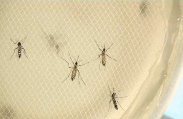 Tres casos més de Zika a Catalunya | Departament de Salut, embarassades