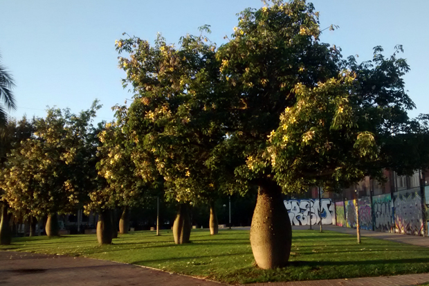 L’arbre de la llana, un baobab a Barcelona? |