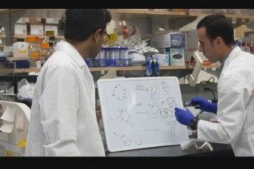 Demostren una tècnica de reprogramació cel·lular que reverteix l’envelliment