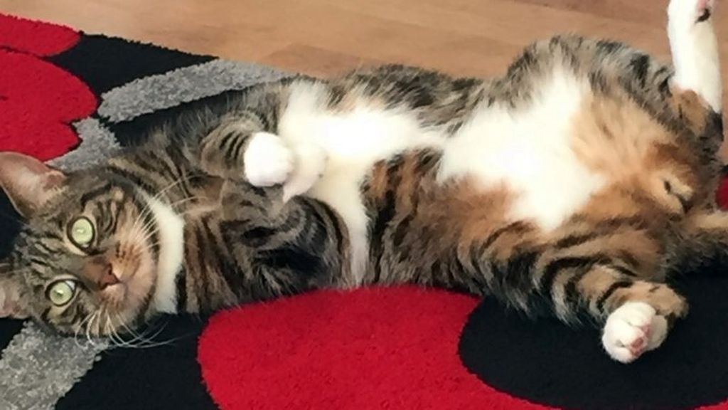 Troben el gat que s’havia perdut a l’aeroport de Barcelona | Aena