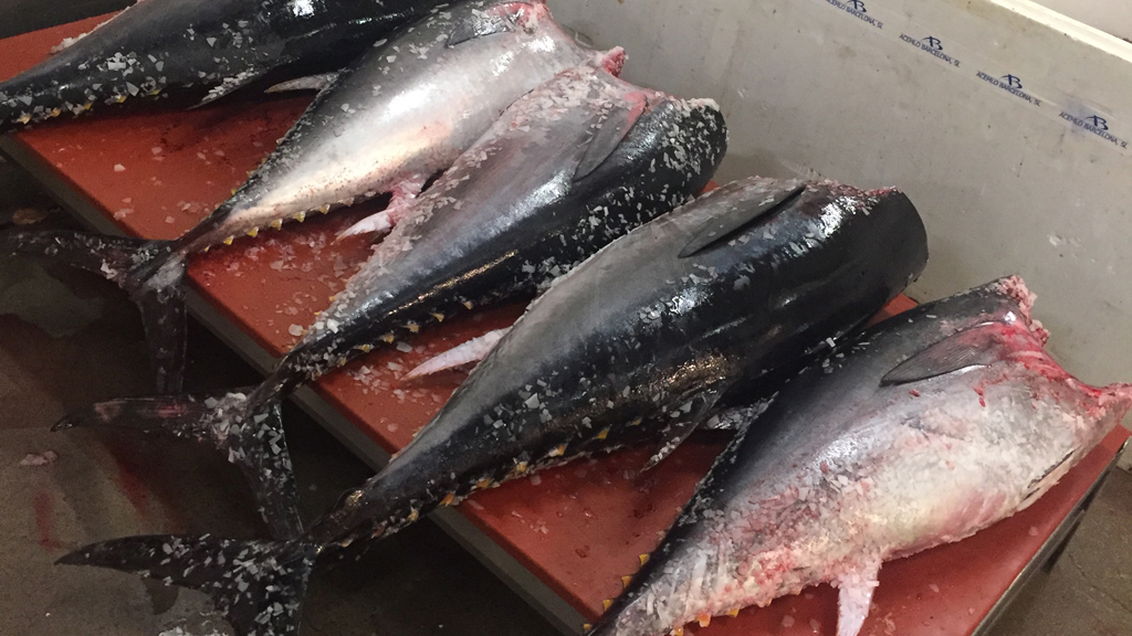 Decomissats prop de 500 quilos de tonyina vermella a Mercabarna | Mercabarna, Mossos d'Esquadra, peix, pesca