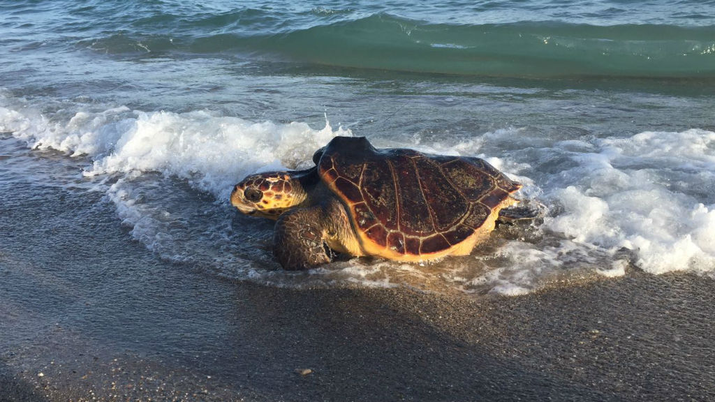 Només la meitat dels intents de fer nius de les tortugues babaues prospera | animals, Departament de Territori i Sostenibilitat, platges