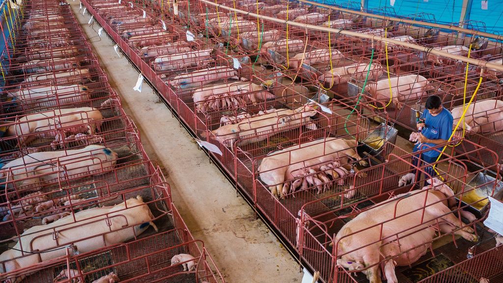 Rebel·lió a les granges: les inspeccions alimentàries i el paper de Barcelona | alimentació, ciència