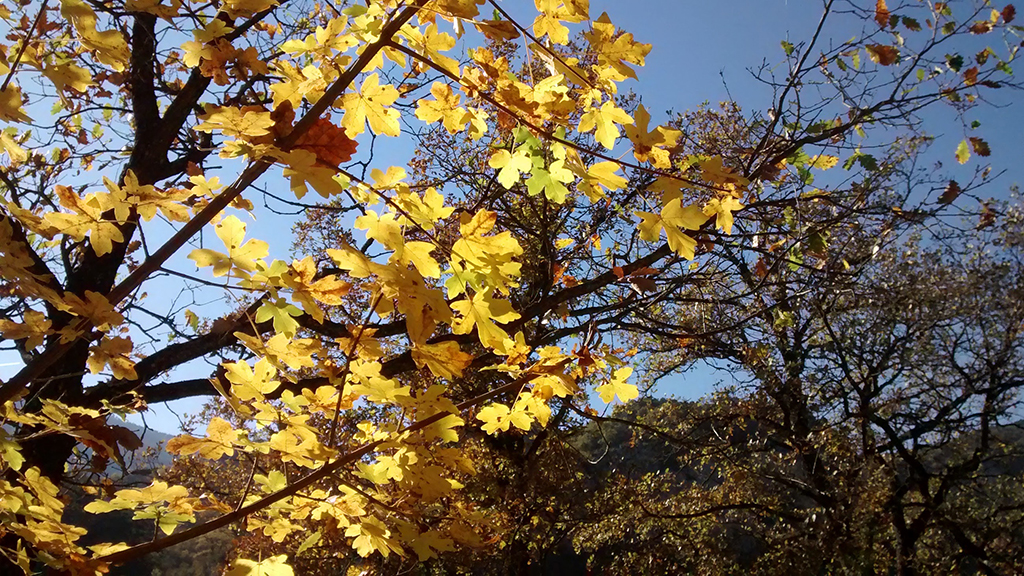 Arbre amb fulles grogues