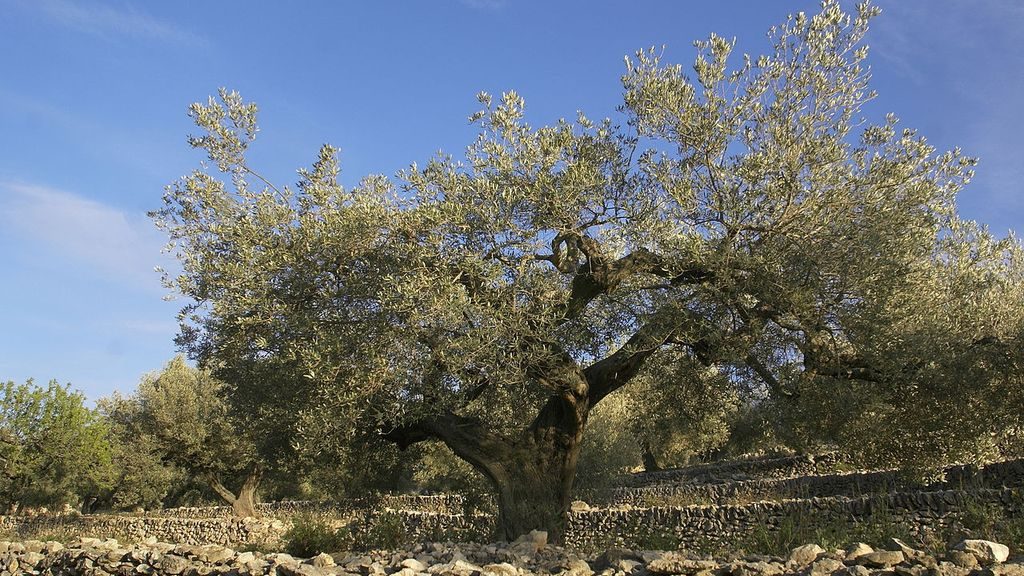 Previsió del pol·len a Barcelona: així evoluciona la temporada d'al·lèrgies cada setmana | contaminació atmosfèrica, plantes, salut pública, vent