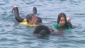 Gossos que salven vides