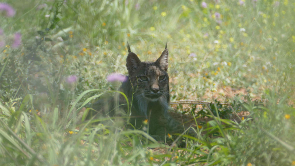 Capturen el linx ibèric avistat els últims dies a l’àrea metropolitana de Barcelona | animals, Departament de Territori i Sostenibilitat