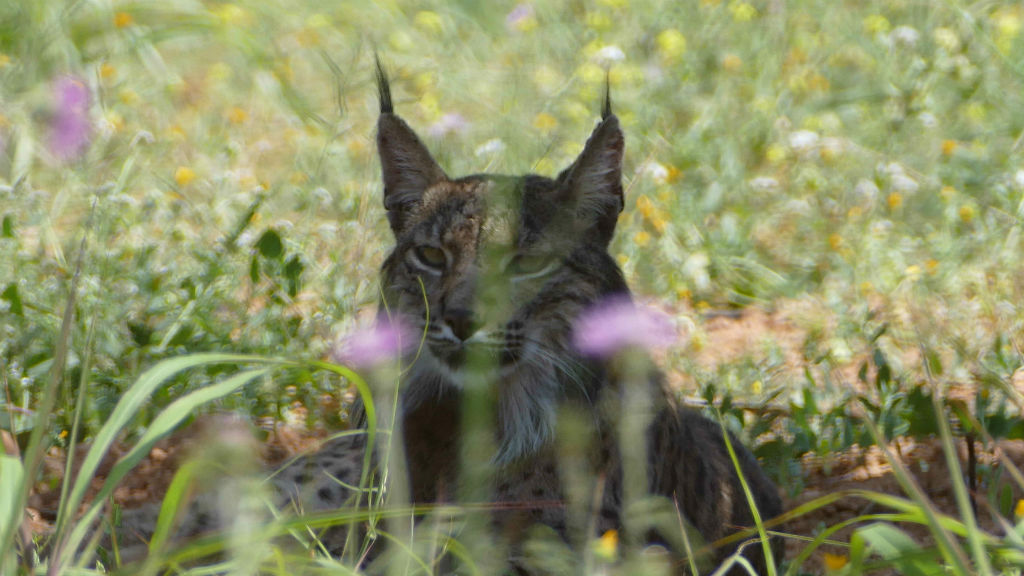 Vist un linx ibèric a l’àrea metropolitana de Barcelona | animals, Departament de Territori i Sostenibilitat