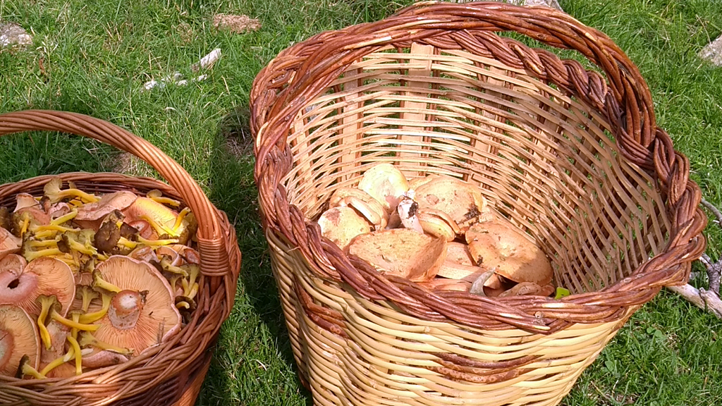 Cistells plens de bolets