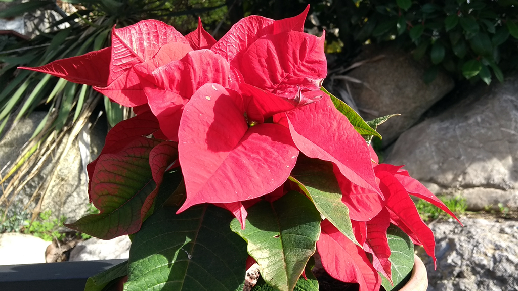 ponsètia o flor de Pascua