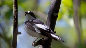 Una munió d’ocells de l’Àfrica arriben a Barcelona arrossegats pel vent