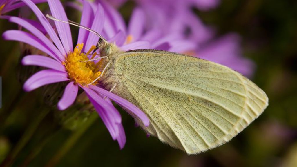 La verdeta d'ull ros, la nova papallona de Barcelona | animals, fauna, parcs i jardins
