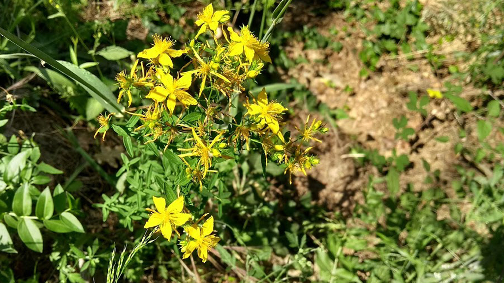 herba de Sant Joan