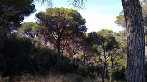 Canvi climàtic: més CO2 no sempre implica creixement més ràpid de les plantes