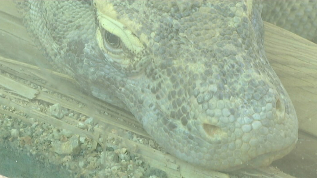 Experts en el drac de Komodo posen en comú a Barcelona els seus coneixements per conservar l'espècie | ciència, Zoo de Barcelona