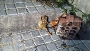 Natura desconfinada: recull de tres mesos d’imatges