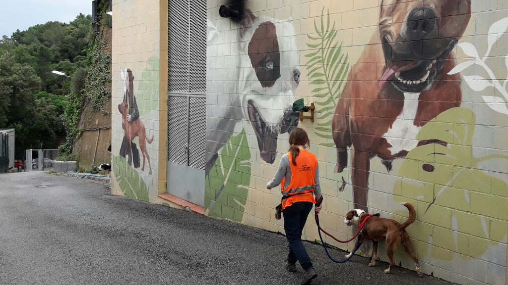 Voluntària passejant un gos del Centre d'Acollida d'Animals de Companyia de Barcelona