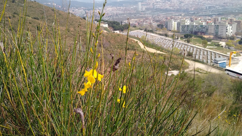 ginesta florint