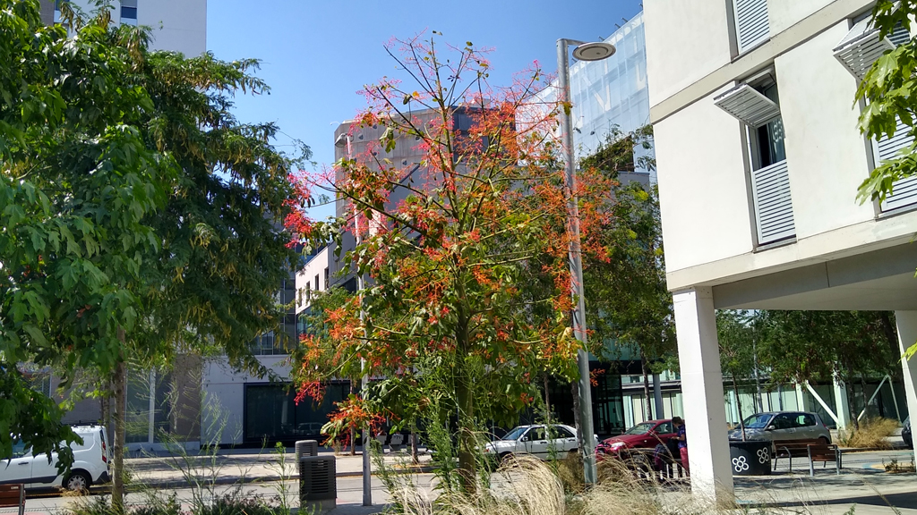 arbre del foc Australià