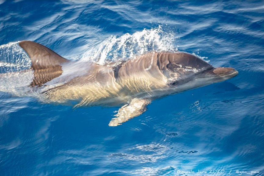 dofins costa Maresme