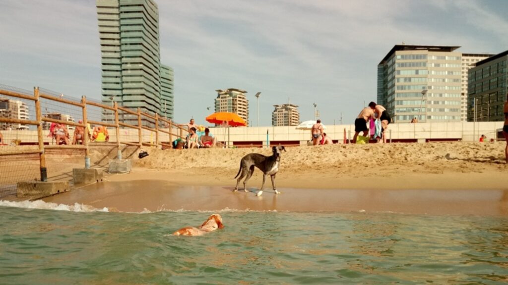 Platges i piscines per a gossos: llocs per banyar-te amb el teu gos | estiu, gossos, platges