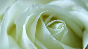 Les tendències de roses per Sant Jordi 2021: la rosa blanca pren força en homenatge als sanitaris