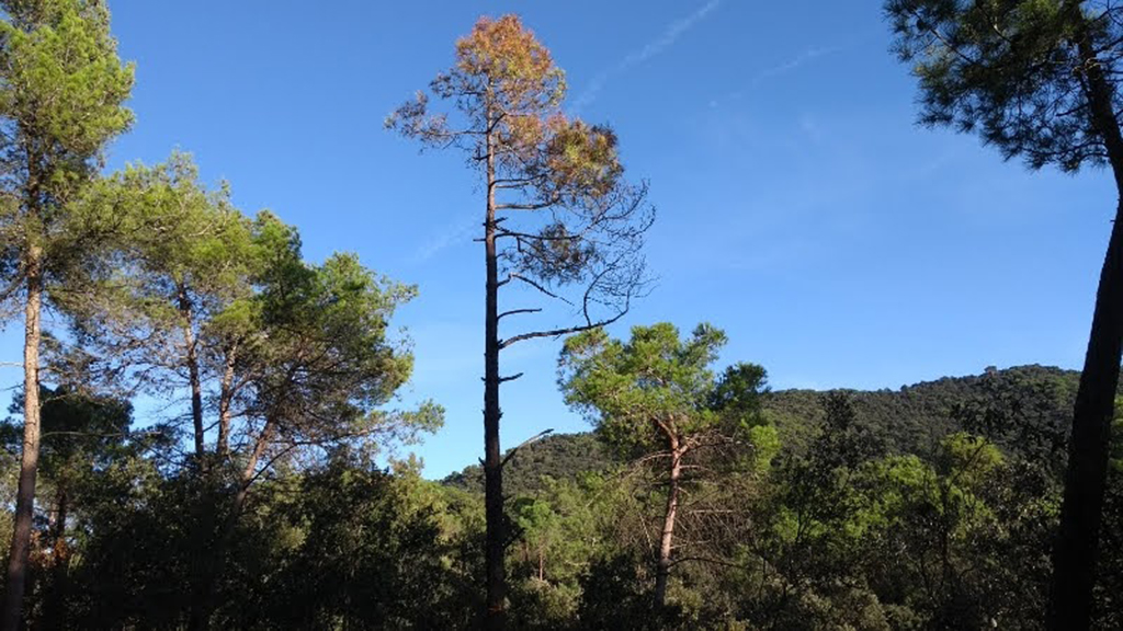 pins secs Serralada Litoral