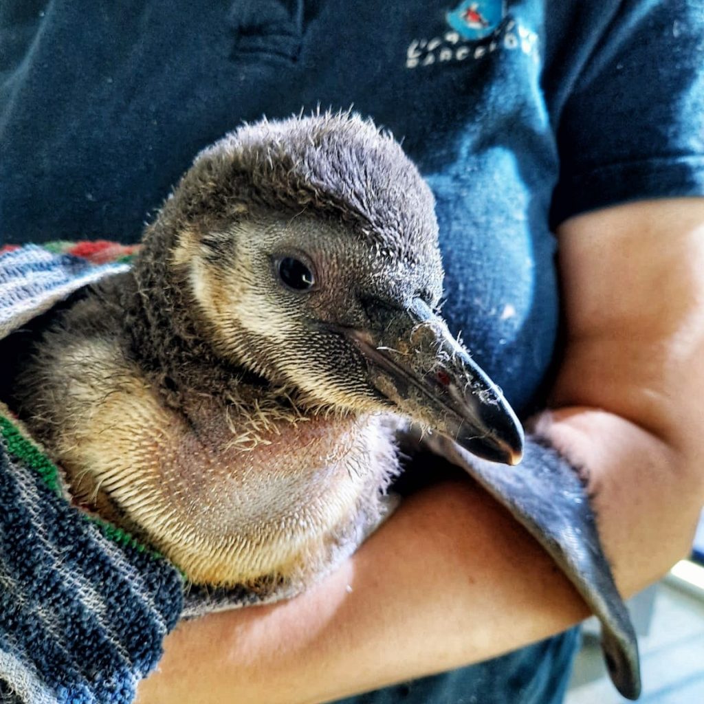 La felicitació de L'Aquàrium crida a respectar les "bombolles" | animals, covid, Port Vell