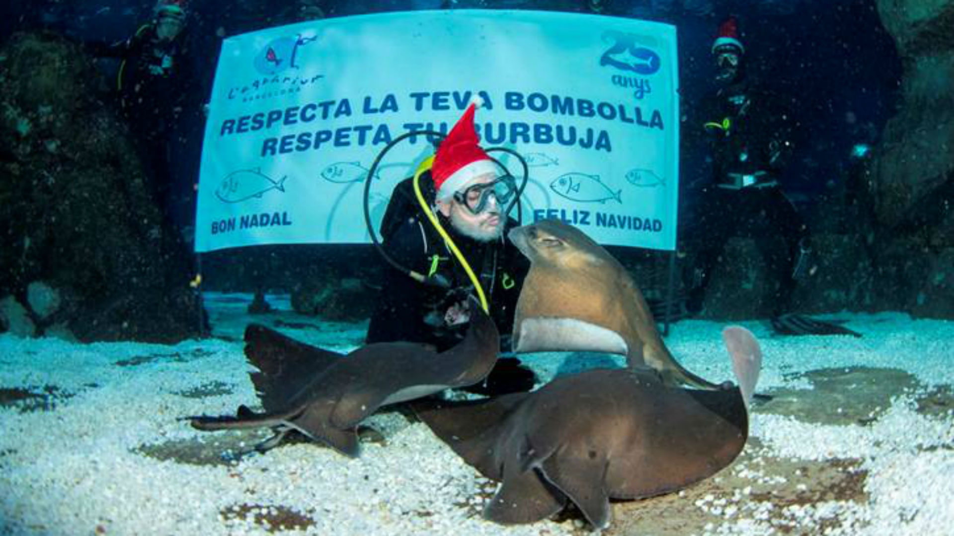 La felicitació de L'Aquàrium crida a respectar les "bombolles" | animals, covid, Port Vell