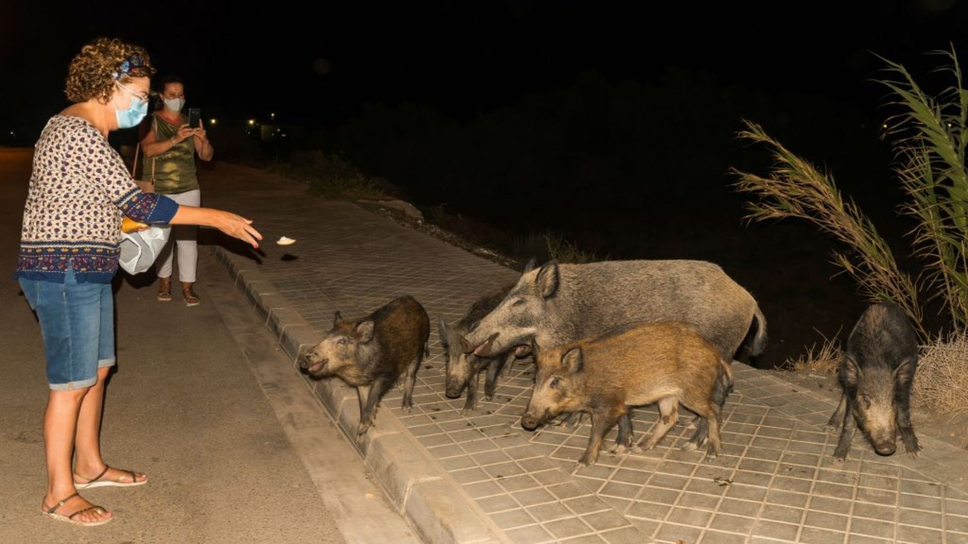El 30 % dels senglars de Collserola té l'hepatitis E | animals, Collserola, fauna