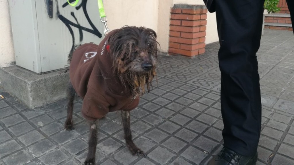 gos rescatat per la Guàrdia Urbana