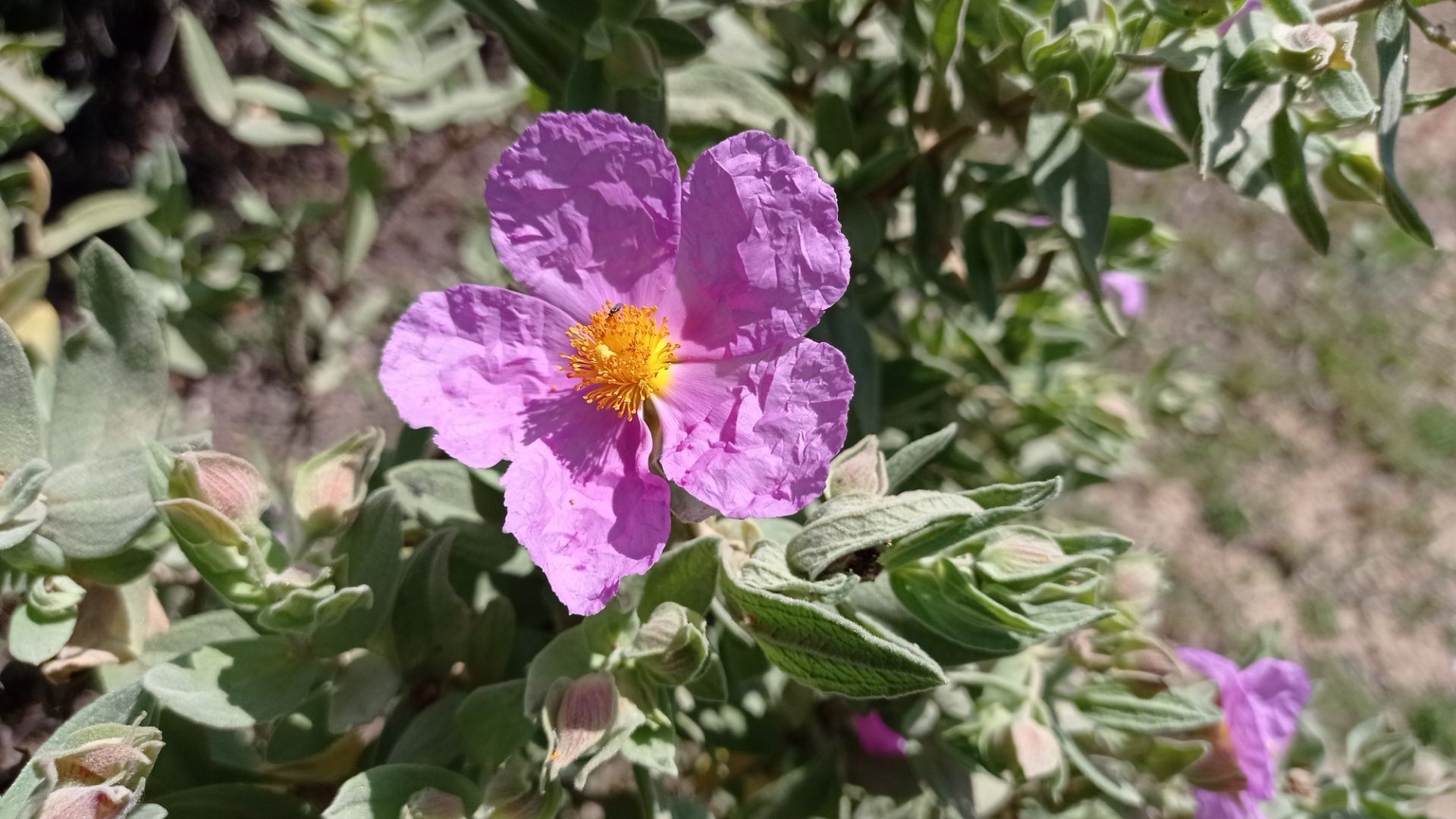 flor estepa blanca
