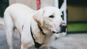 La primera llei contra el maltractament animal preveu condemnes de fins a dos anys de presó