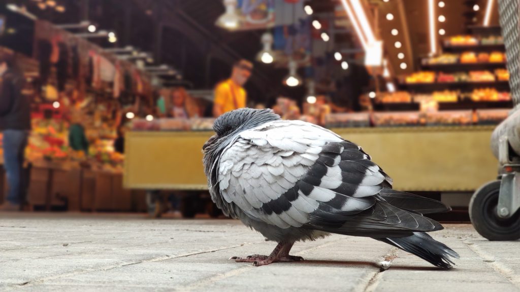 boqueria colom