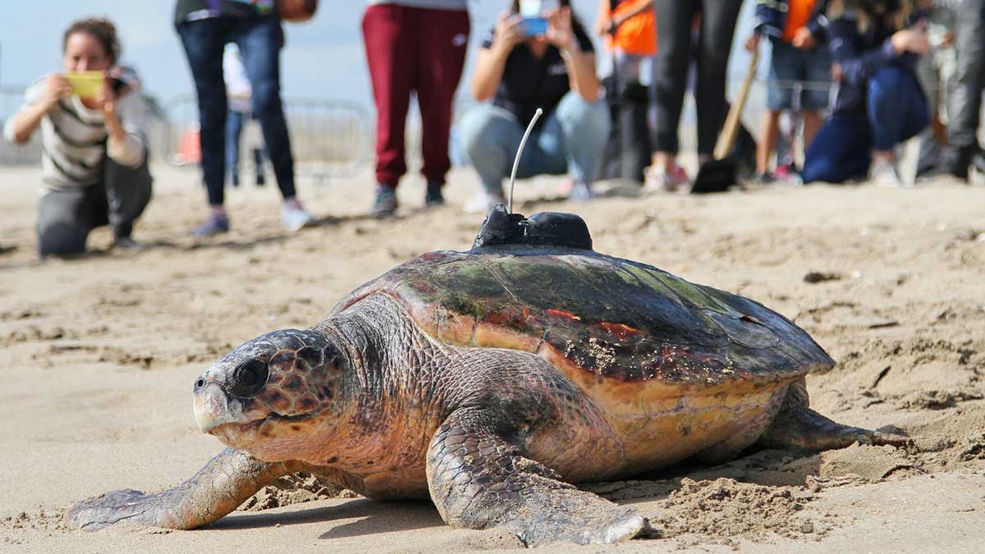 alliberades dues tortugues babaues després de 12 anys