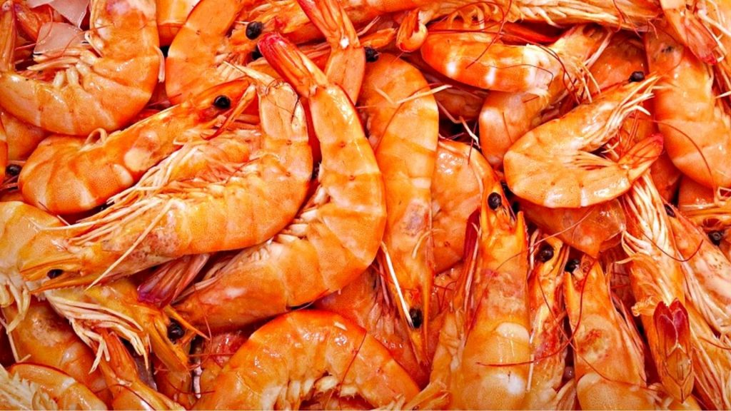 marisc nadal 2021 gamba