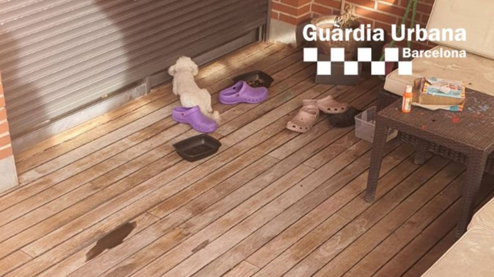 Rescaten un gos en una terrassa d'uns baixos al Poblenou amb indicis d'abandonament | animals, gossos