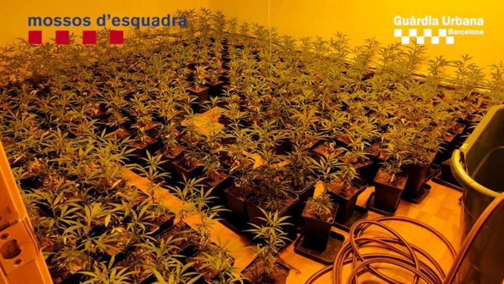 Desmantellades quatre plantacions de marihuana a Sants-Montjuïc i les Corts | Guàrdia Urbana, marihuana, Mossos d'Esquadra, tràfic de drogues