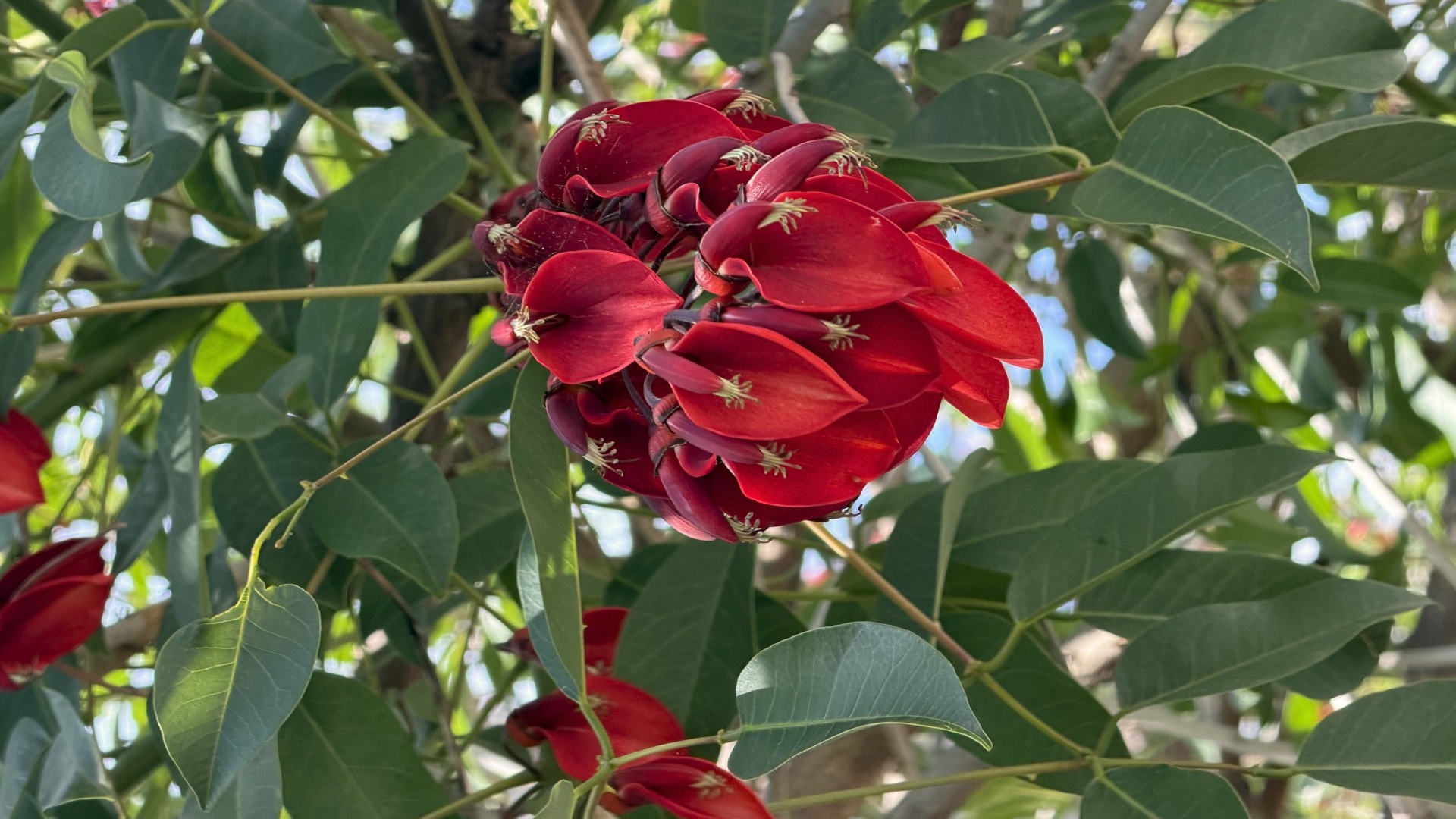 arbre del foc eritrina cresta de gall a Barcelona