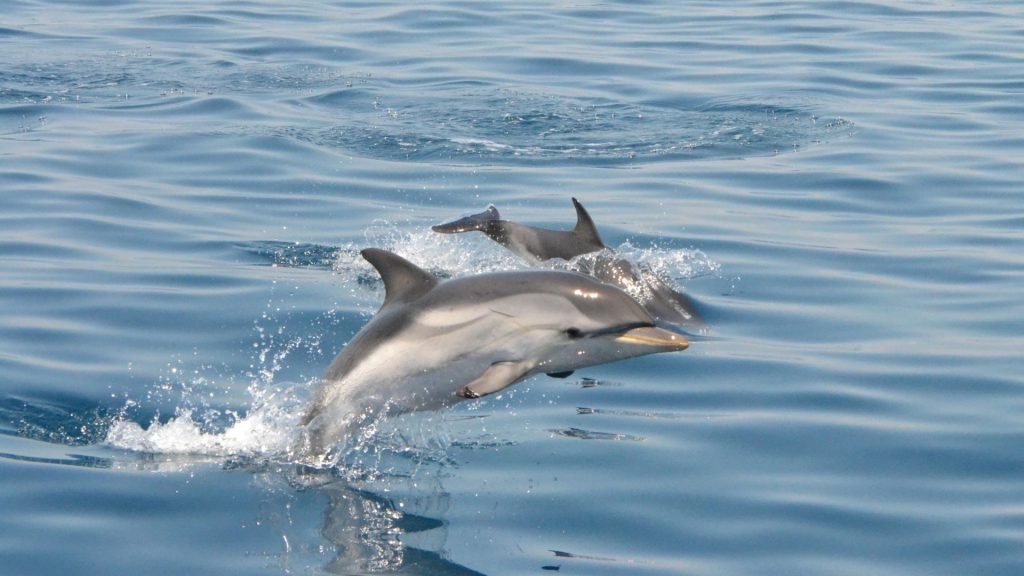 Nou albirament de dofins al port de Barcelona: cinc exemplars nedant | VIDEO | animals, mar Mediterrani, port de Barcelona