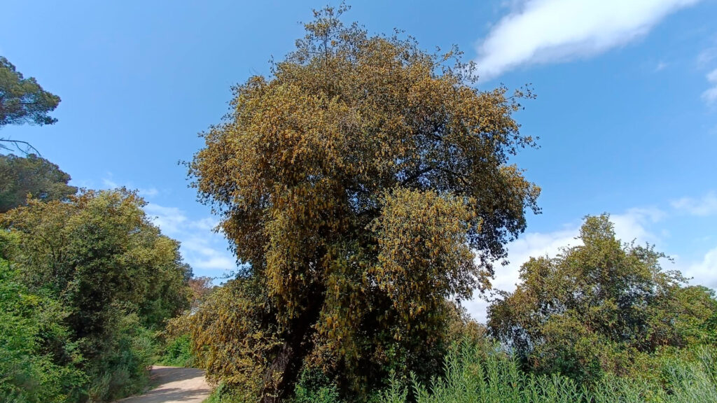 Calor intensa i sequera al litoral: com s'ho fan arbres i arbustos per sobreviure a l'estiu? | calor, canvi climàtic, mar Mediterrani, onada de calor